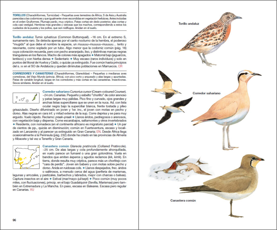 Pàgina de mostra Aves de España